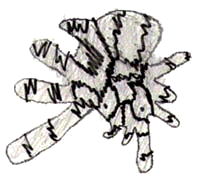 link to child's report about tarantulas