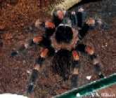 link to photos of tarantulas