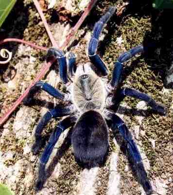 link to photos and information about tarantulas