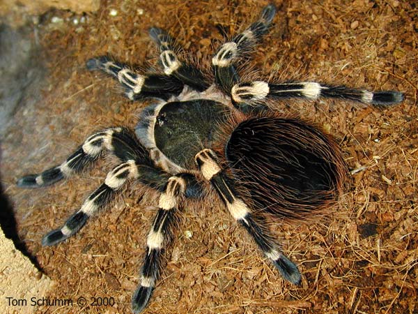 link to tarantula photos