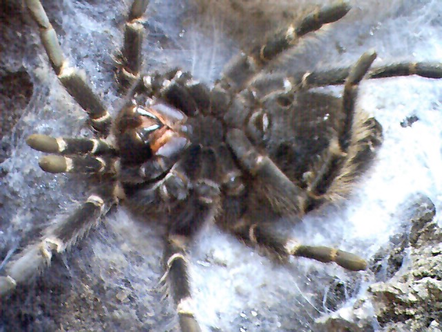 link to photos of tarantula shedding skin