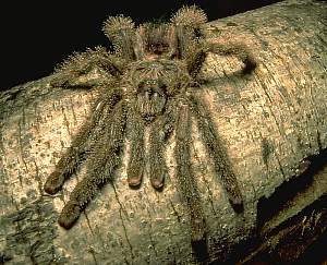 link to site with tarantula information