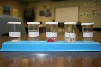 Diversity of Life lab.