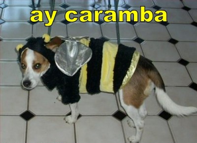 bumblebee dog