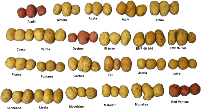 800px-Several_varieties_of_potatoes