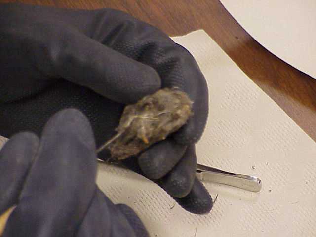 A pellet, up close.