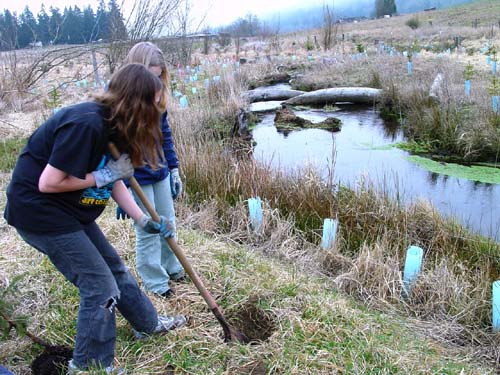 Helping the creek.