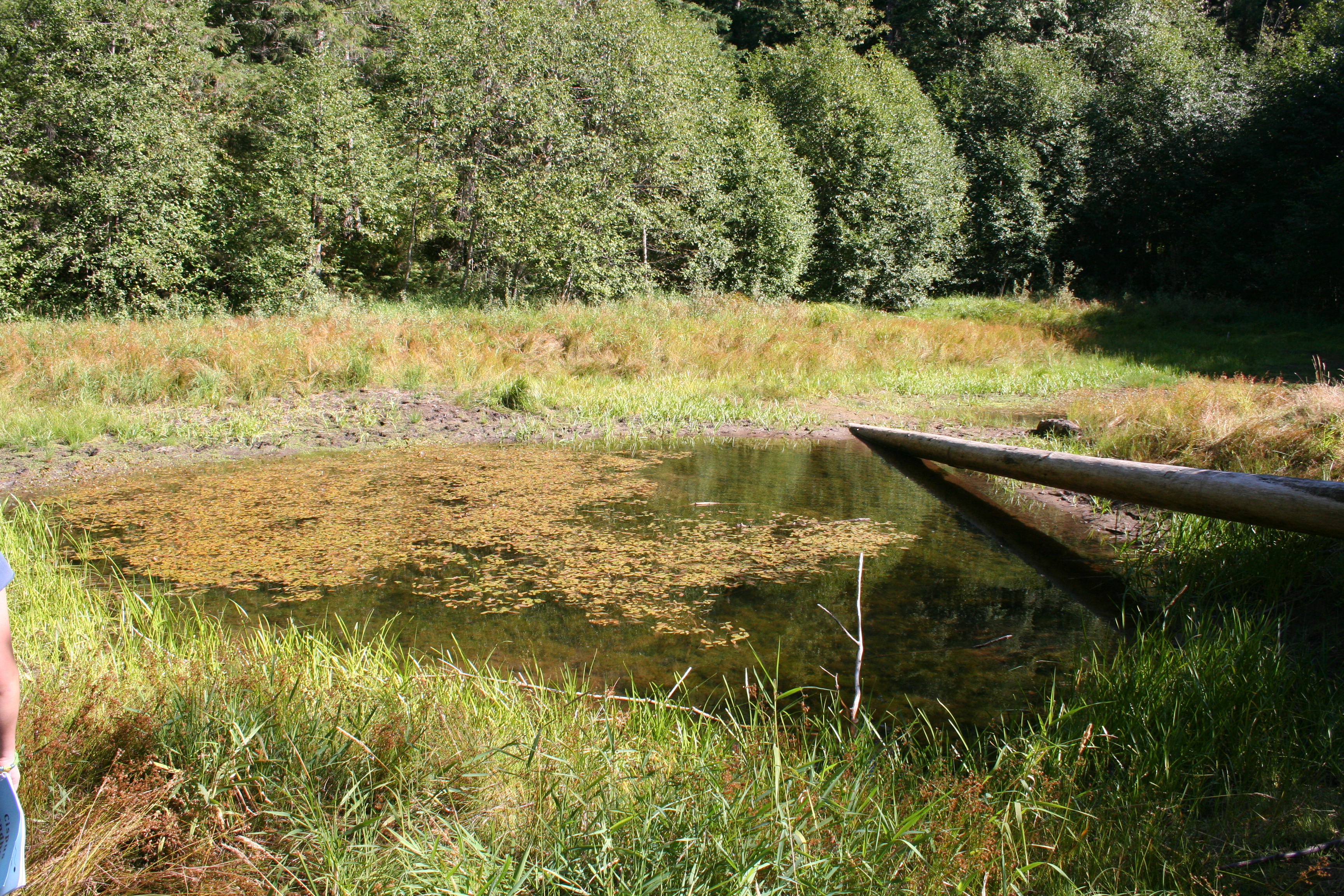Pond 2010
