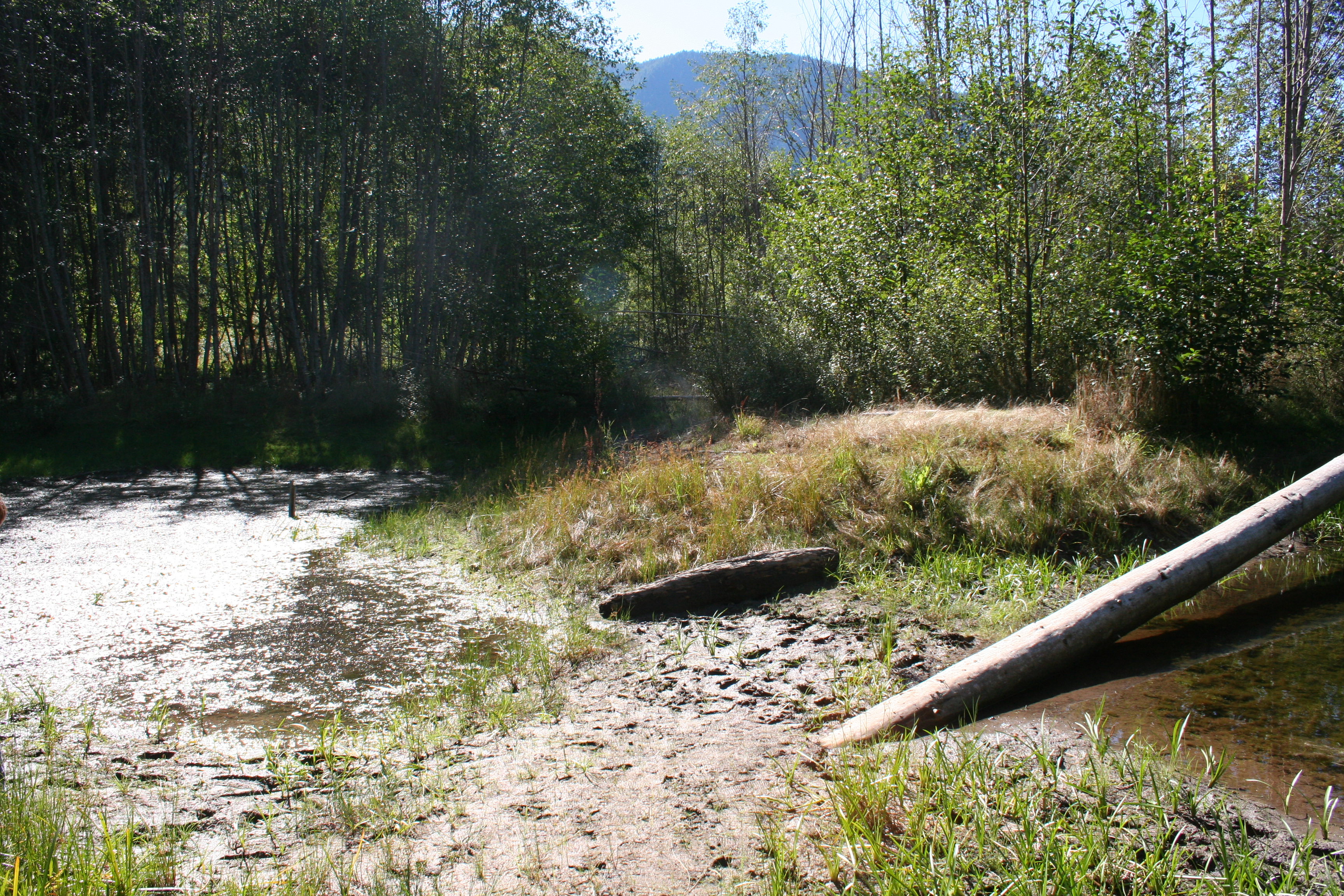 Pond 2010