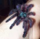 Chilean Rose Tarantula