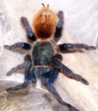 Chilean Rose Tarantula