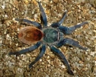 Chilean Rose Tarantula