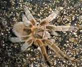 Chilean Rose Tarantula