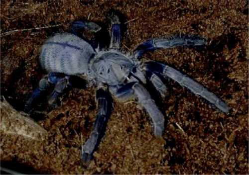 Cobalt Blue Tarantula