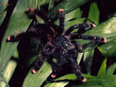 Pinktoe Tarantula