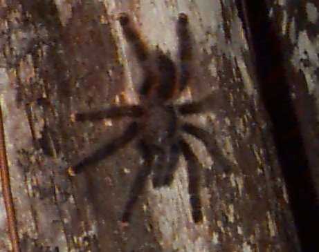 Pinktoe Tarantula