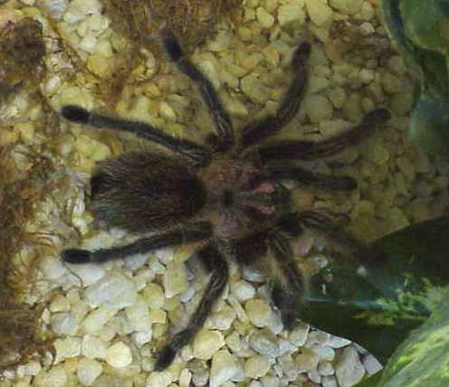 Chilean Rose Tarantula